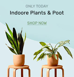 All Plants