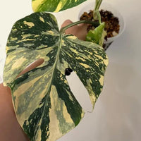 Thai constellation crème Brule Monstera Variegated cuttings Leaf Rooted Node 20+