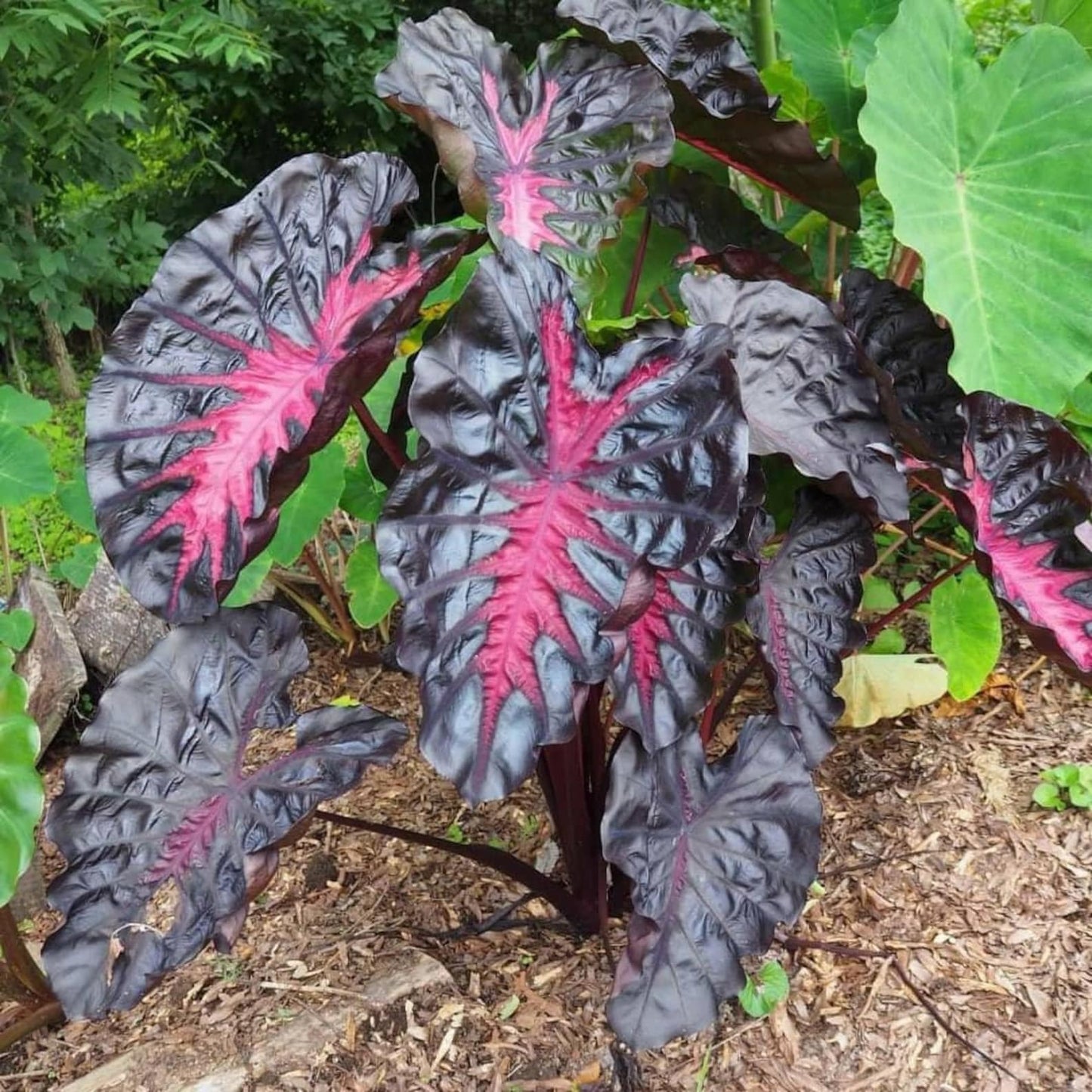 Colocasia Redemption esculenta species RARE New HB Elephant ear free Phytosanitary Certificate