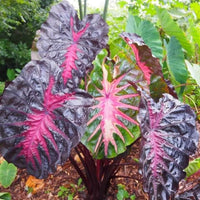 Colocasia Redemption esculenta species RARE New HB Elephant ear free Phytosanitary Certificate