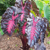 Colocasia Redemption esculenta species RARE New HB Elephant ear free Phytosanitary Certificate