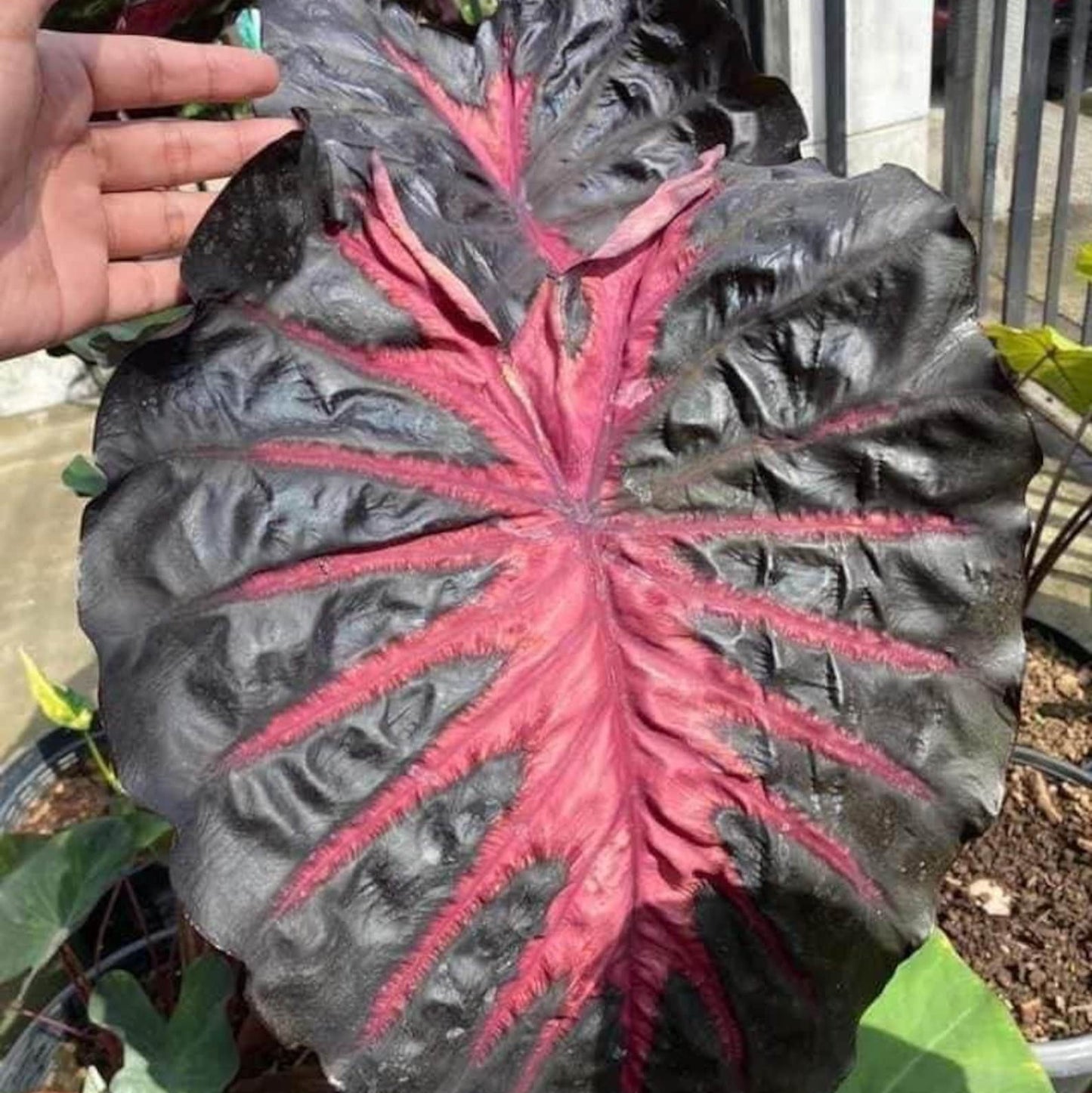 Colocasia Redemption esculenta species RARE New HB Elephant ear free Phytosanitary Certificate