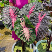 Colocasia Redemption esculenta species RARE New HB Elephant ear free Phytosanitary Certificate