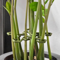 Houseplant Stem Support, monstera support, climbing plant stake poles hooks system, plant stem holders