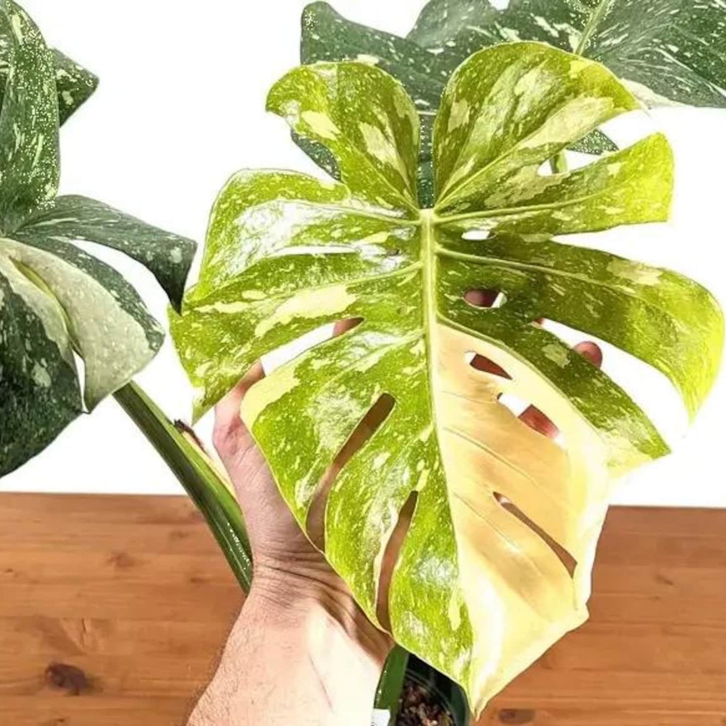 Thai constellation crème Brule Monstera Variegated cuttings Leaf Rooted Node 20+