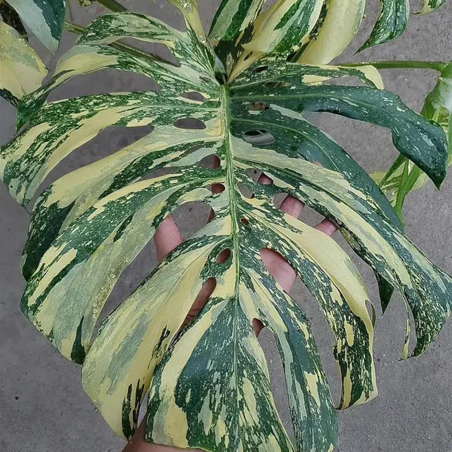 Thai constellation crème Brule Monstera Variegated cuttings Leaf Rooted Node 20+