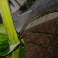 Monstera albo -rooted cutting Fresh Nodes Pinnatum Variegated Epipremum