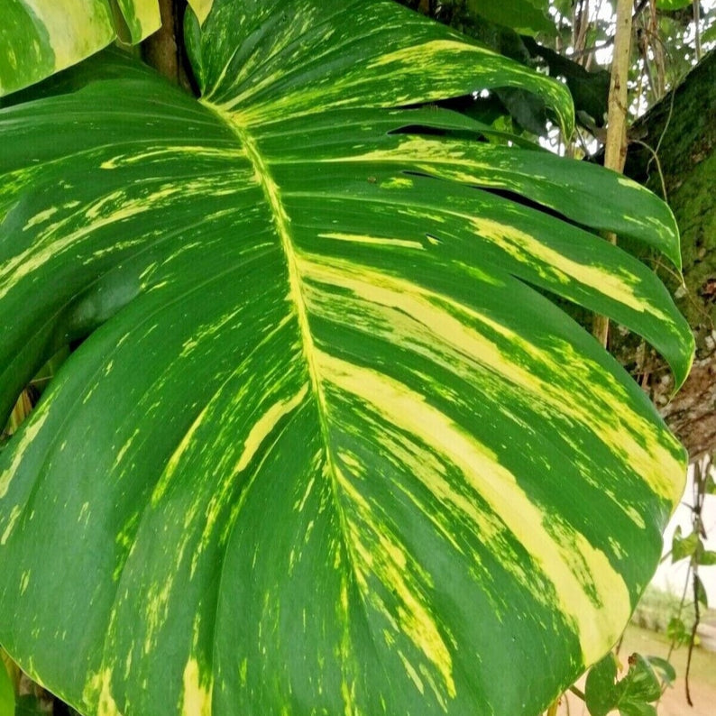 Monstera albo -rooted cutting Fresh Nodes Pinnatum Variegated Epipremum