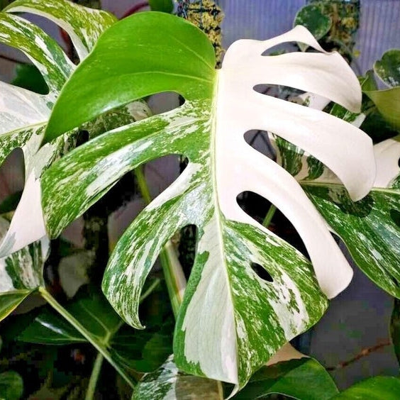 Monstera albo -rooted cutting Fresh Nodes Pinnatum Variegated Epipremum