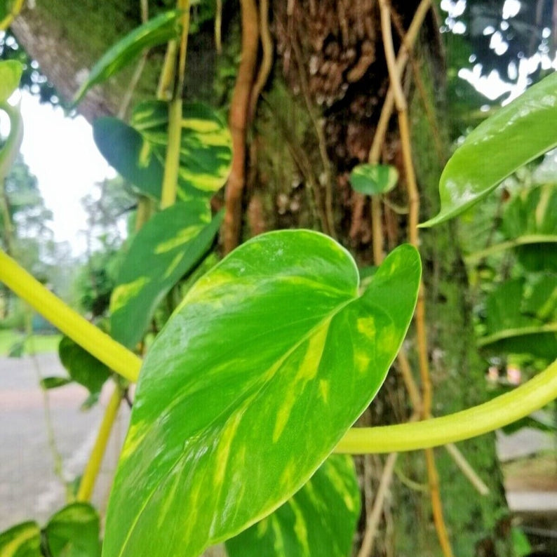 Monstera albo -rooted cutting Fresh Nodes Pinnatum Variegated Epipremum