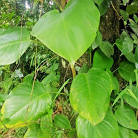 Monstera albo -rooted cutting Fresh Nodes Pinnatum Variegated Epipremum