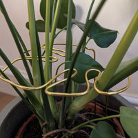 Monstera Shaped Plant Support - Gold Coloured