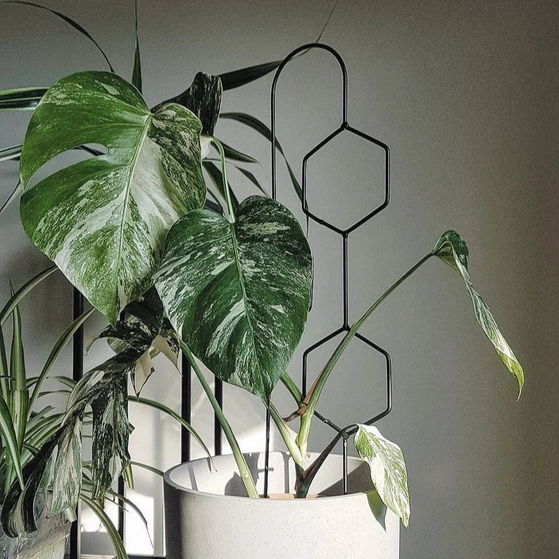 Hexa Line | 60cm | Black | Plant trellis, plant support for monstera, hoya | Home decor, plant accessories, green design for plantlovers