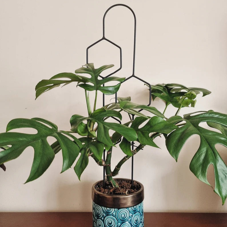 Hexa Line | 60cm | Black | Plant trellis, plant support for monstera, hoya | Home decor, plant accessories, green design for plantlovers