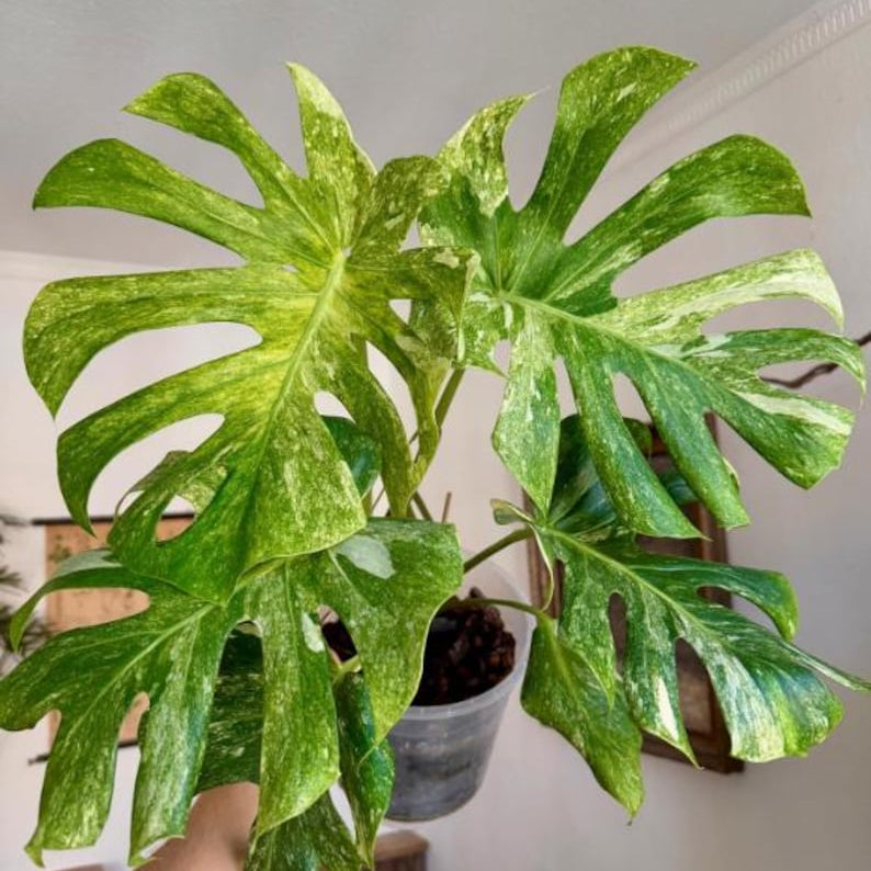 Halfmoon Rooted Node Monstera Albo Highly Verigated, variegata  cuttings