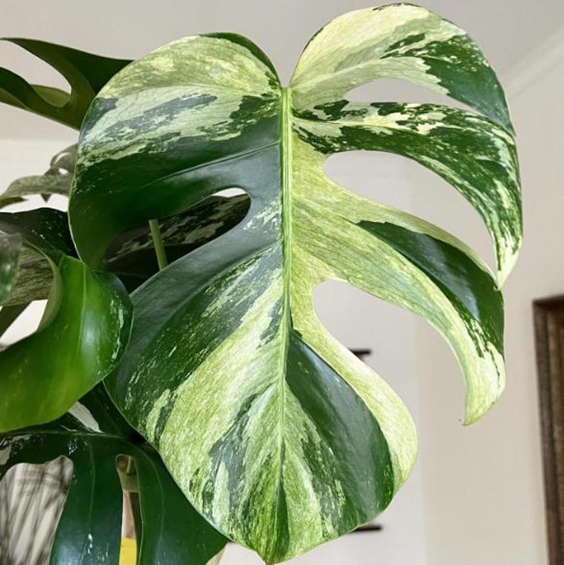 Halfmoon Rooted Node Monstera Albo Highly Verigated, variegata  cuttings