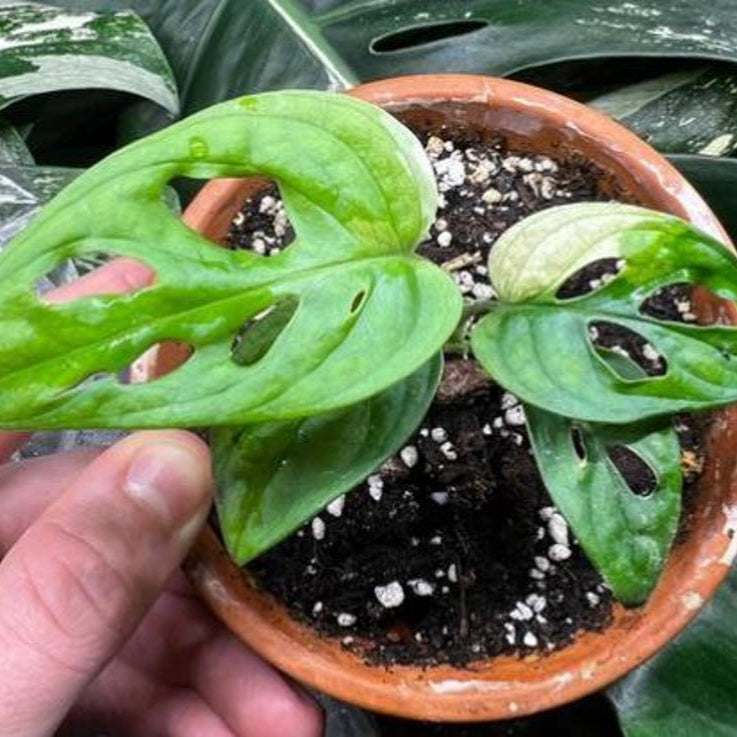 Monstera Adansonii Albo tricolors variegated Rooted Swiss cheese halfmoon Rooted Nodes Cutting