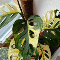 Monstera Adansonii Albo tricolors variegated Rooted Swiss cheese halfmoon Rooted Nodes Cutting