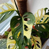 Monstera Adansonii Albo tricolors variegated Rooted Swiss cheese halfmoon House Plant