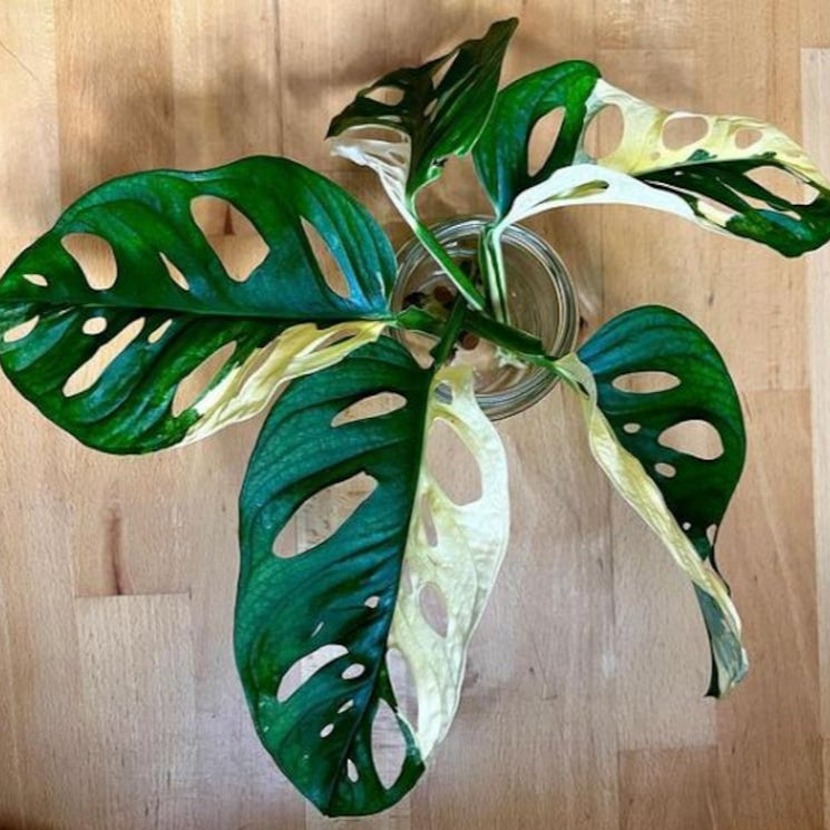 Monstera Adansonii Albo tricolors variegated Rooted Swiss cheese halfmoon House Plant