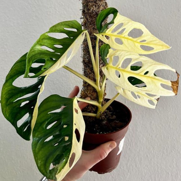 Monstera Adansonii Albo tricolors variegated Rooted Swiss cheese halfmoon Rooted Nodes Cutting