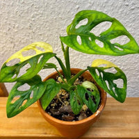 Monstera Adansonii Albo tricolors variegated Rooted Swiss cheese halfmoon House Plant