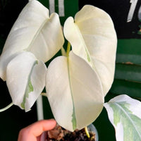 Monstera Albo Fullmoon White Plant Highly Verigated, variegata Fullmoon Rooted Node cuttings House Plant