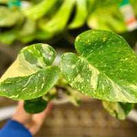 Monstera mint deliciosa Verigated white House Plant cutting