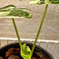 Monstera Deliciosa Tissue culture mint Verigated cuttings leaf minta House Plant