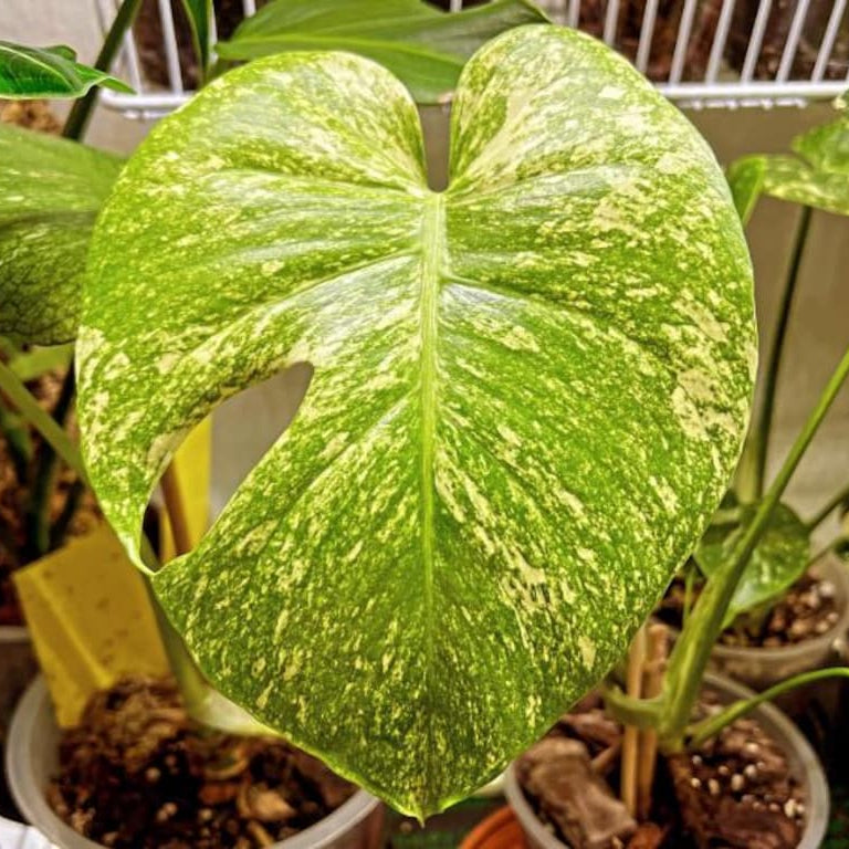 Monstera Deliciosa Tissue culture mint Verigated cuttings leaf minta House Plant