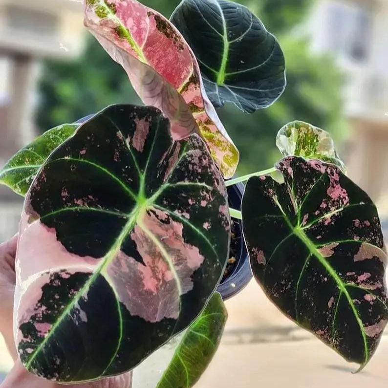 20+ Alocasia black Velvet Pink ninja Variegated Corms