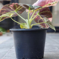 20+ Alocasia black Velvet Pink ninja Variegated Corms