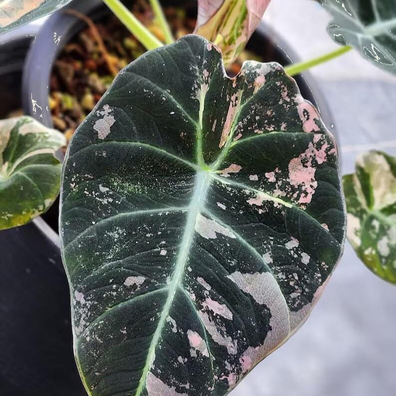 20+ Alocasia black Velvet Pink ninja Variegated Corms