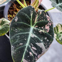 20+ Alocasia black Velvet Pink ninja Variegated Corms