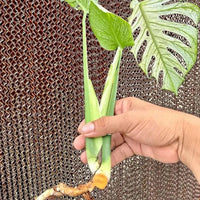 Monstera Devil Rooted Highly Monstera Verigated, variegata cuttings Nodes