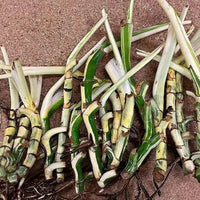 Monstera Devil Rooted Highly Monstera Verigated, variegata cuttings Nodes