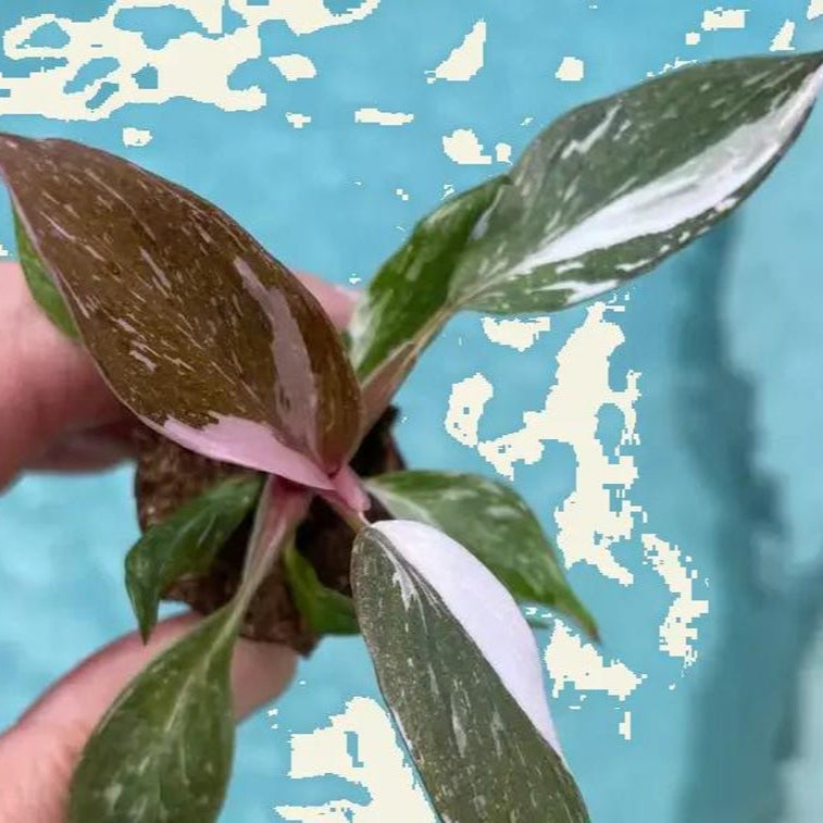 Philodendron black cherry Pink Princess Starter Plant Micans variegated bottom cut with one leaf