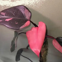 Philodendron black cherry Pink Princess Starter Plant Micans variegated bottom cut with one leaf