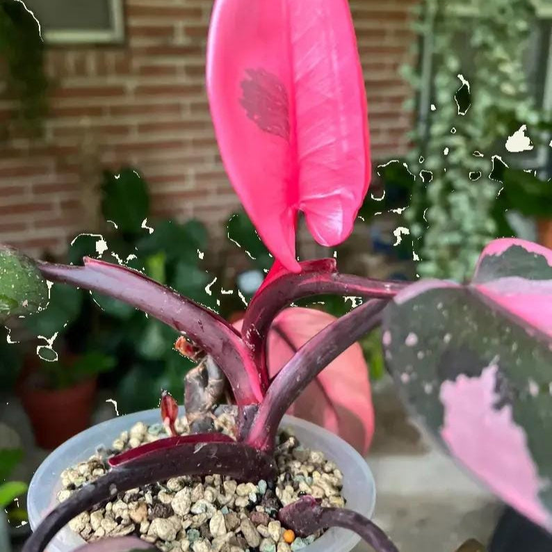 Philodendron black cherry Pink Princess Starter Plant Micans variegated bottom cut with one leaf