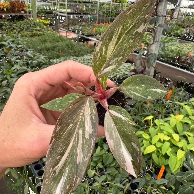 Philodendron black cherry Pink Princess Starter Plant Micans variegated bottom cut with one leaf