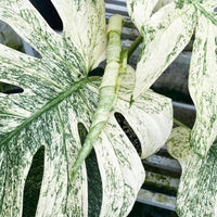 Monstera mint deliciosa Verigated white House Plant cutting