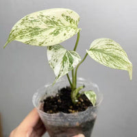 Monstera Deliciosa Tissue culture mint Verigated cuttings leaf minta House Plant