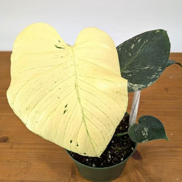 Monstera Albo Fullmoon White Plant Highly Verigated, variegata Fullmoon Rooted Node cuttings House Plant