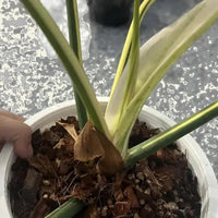 Philodendron golden dragon variegated House plant Node cuttings