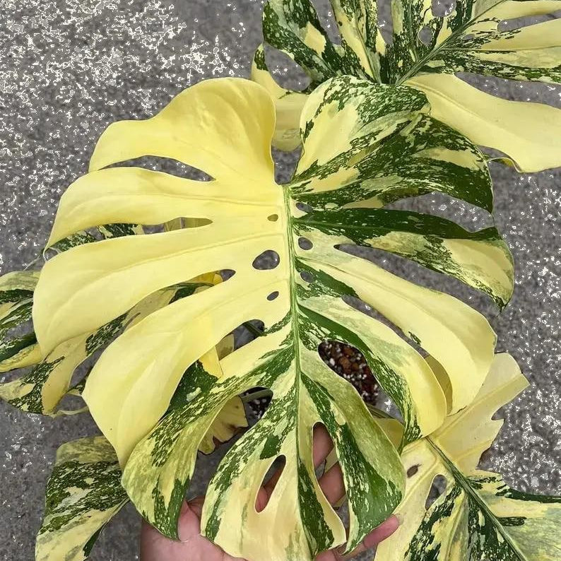 Thai constellation crème Brule Monstera Variegated cuttings Leaf Rooted Node 20+