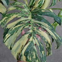 Thai constellation crème Brule Monstera Variegated cuttings Leaf Rooted Node 20+