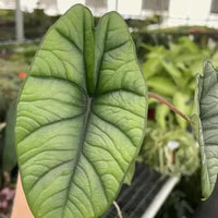 Alocasia Platinum Frydek Dragon Scale “bisma” Starter Plant Corms