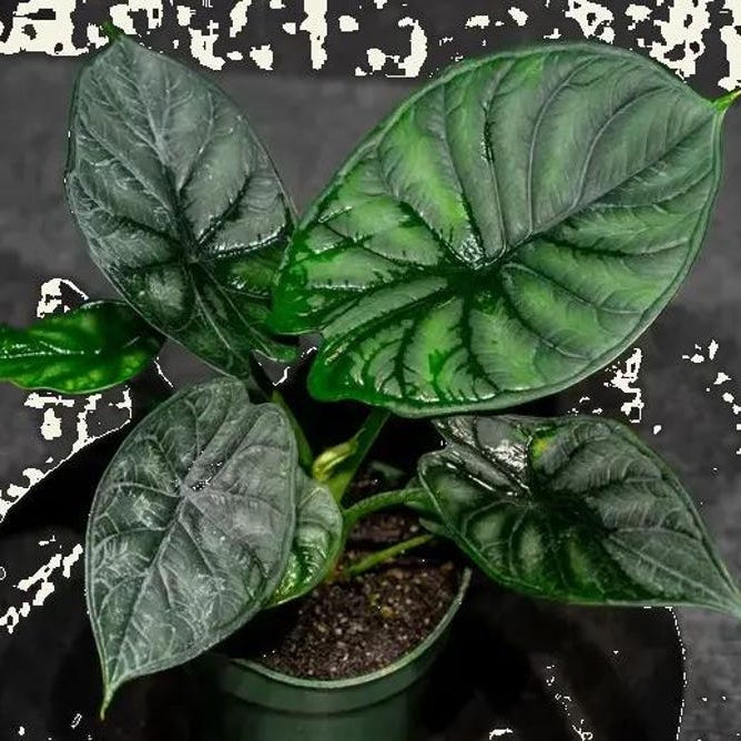 Alocasia Platinum Frydek Dragon Scale “bisma” Starter Plant Corms