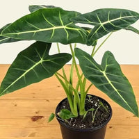 Alocasia Platinum Frydek Dragon Scale “bisma” Starter Plant Corms