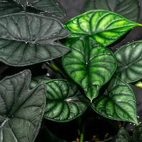 Alocasia Platinum Frydek Dragon Scale “bisma” Starter Plant Corms